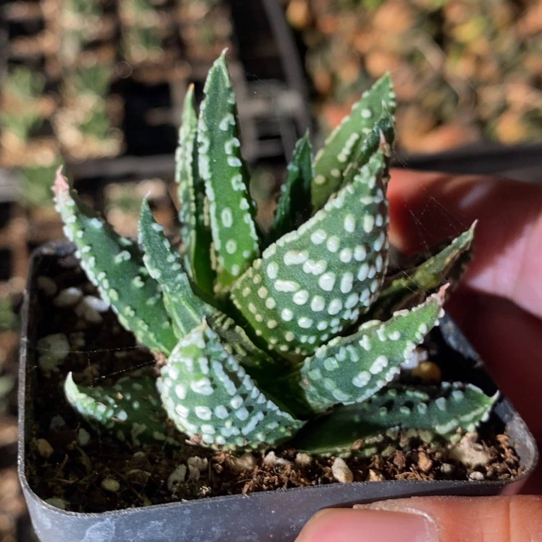 1403 一颗泪珠硬叶 周末福利