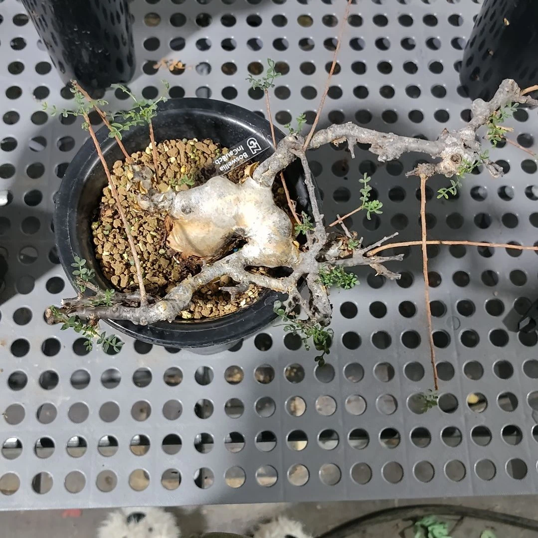 索马里羽叶没药熟桩