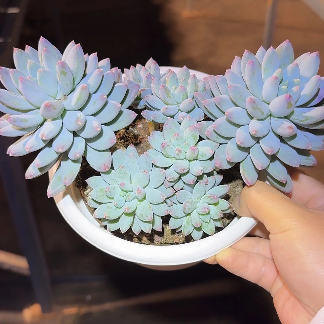 星月菩提整无砍群生多肉