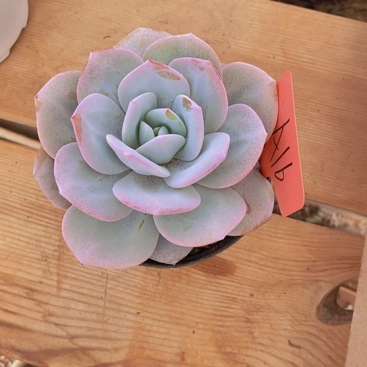 花**夏这个点睡一回是有意义