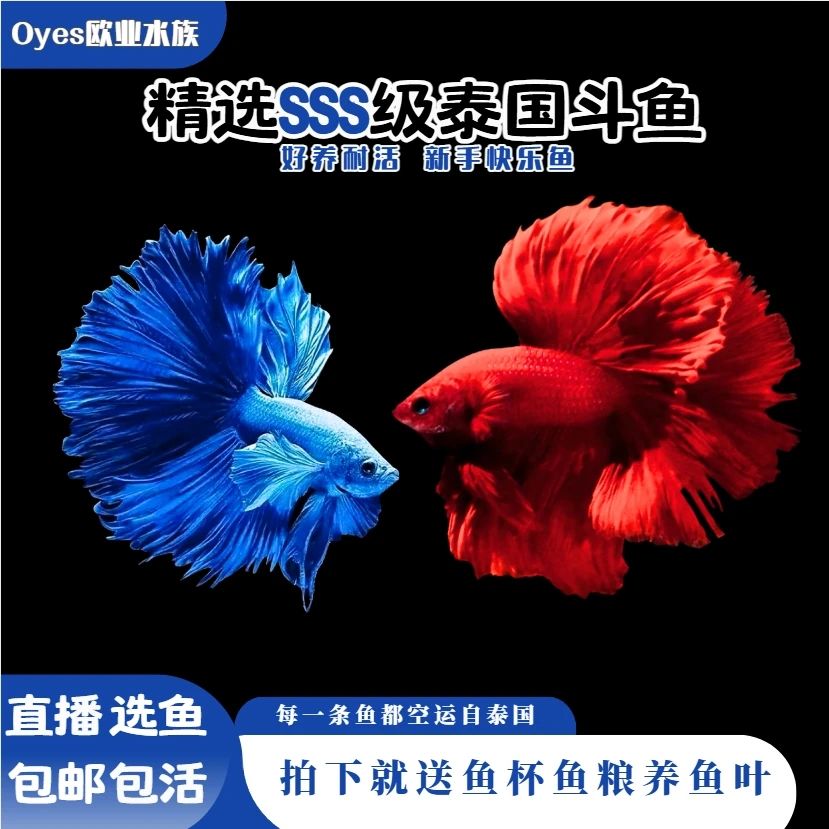 1单送鱼粮 小型热带泰国斗鱼观赏鱼淡水好养耐活体网红桌宠婚纱鱼