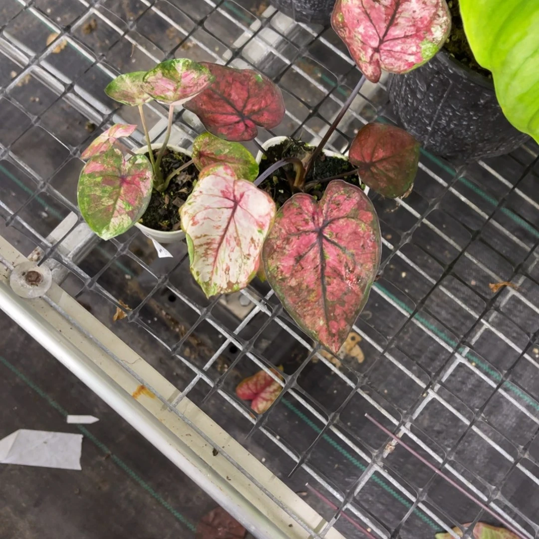 莎***拉无花朵           047.048泰彩不包售后