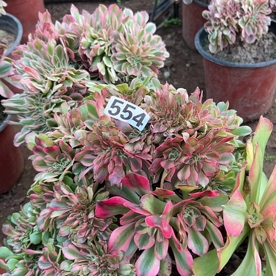 老***安多肉植物一个香非554