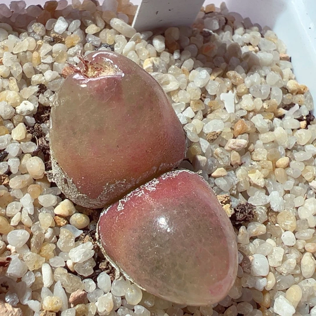 103-395多肉多肉红灯泡