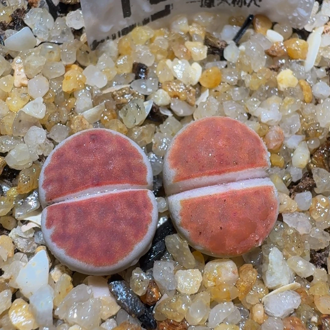 zzzz生石花肉锥1883