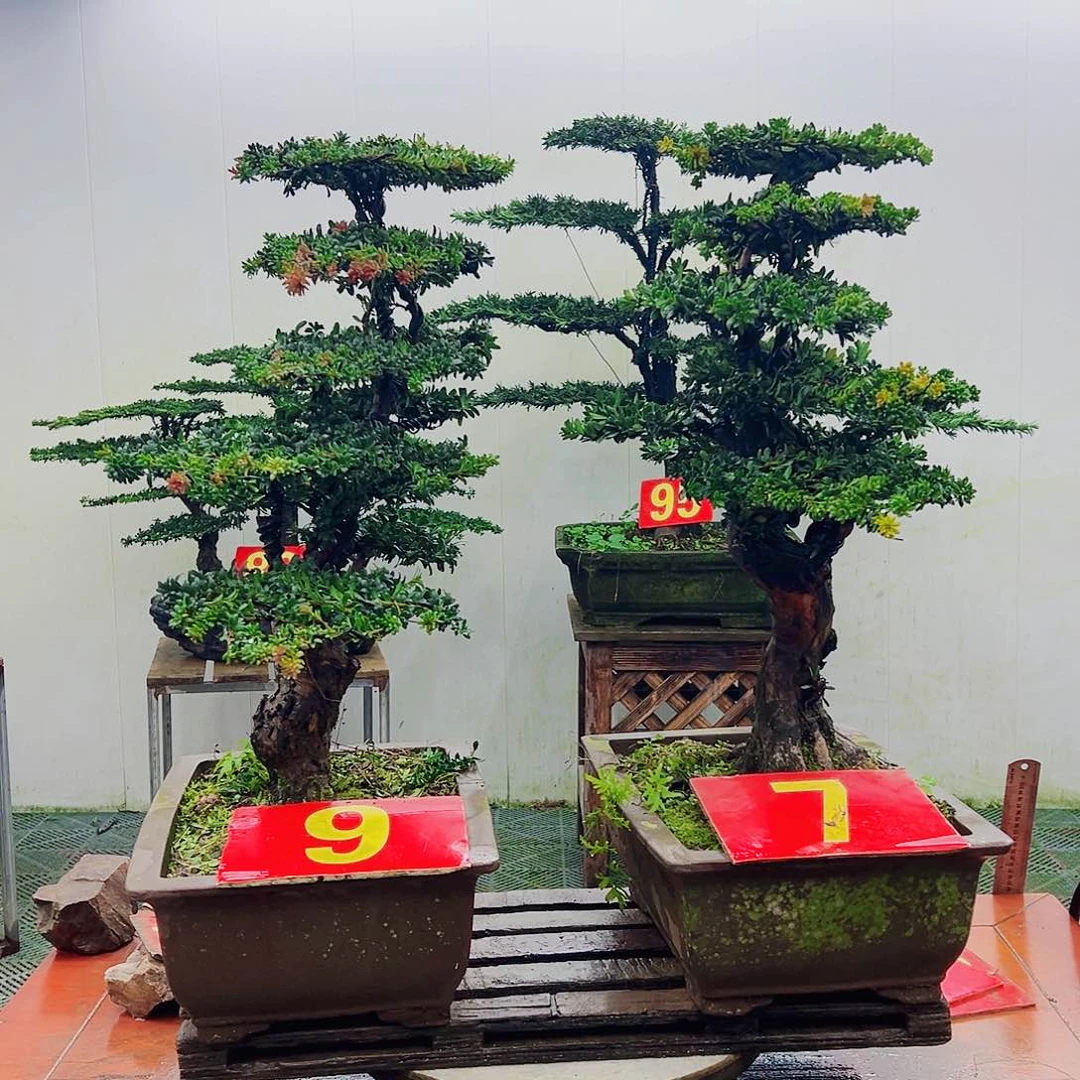 不开花植物罗汉松