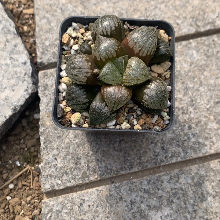 五***后实生寿一物一拍带盆