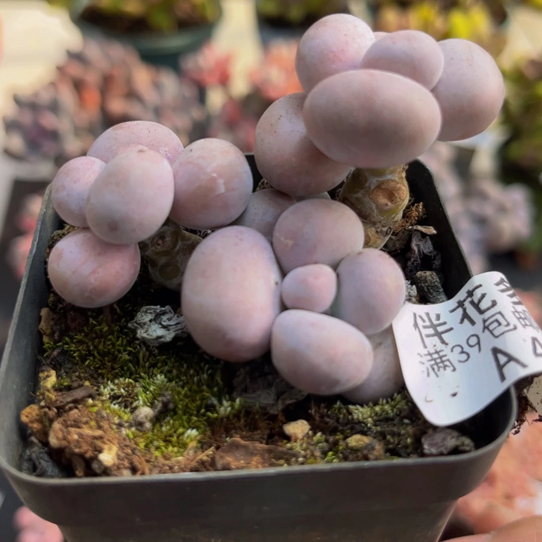 477芭比奶酪6cm多肉植物