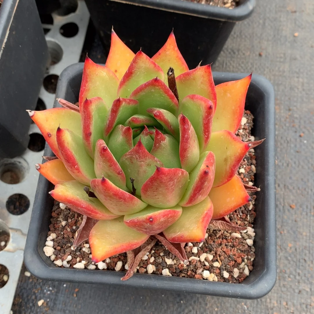 东云一物一拍…………