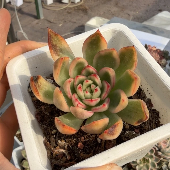 阿斯娜锦多肉植物