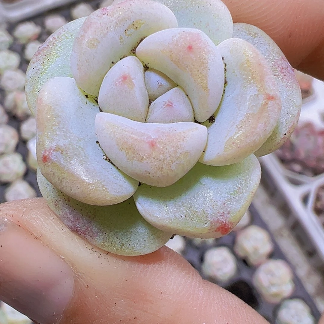 270单头冰玉5个19包邮