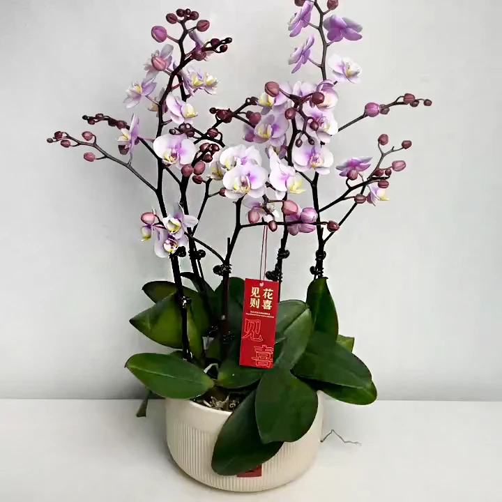 【小梅花】蝴蝶兰年宵花 粉色系送人送礼室内高端花卉