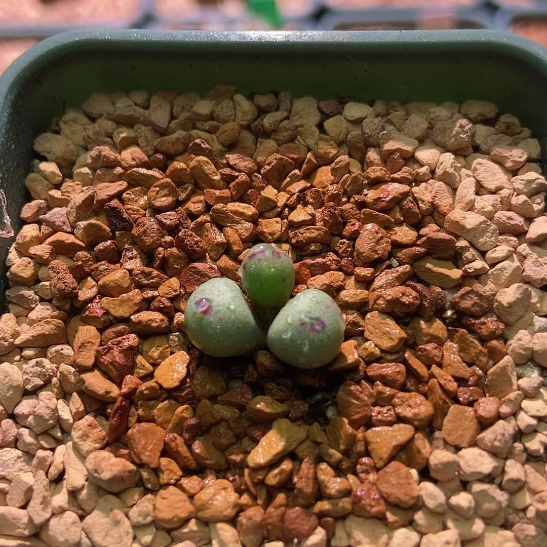 口迪杂一颗三头包邮