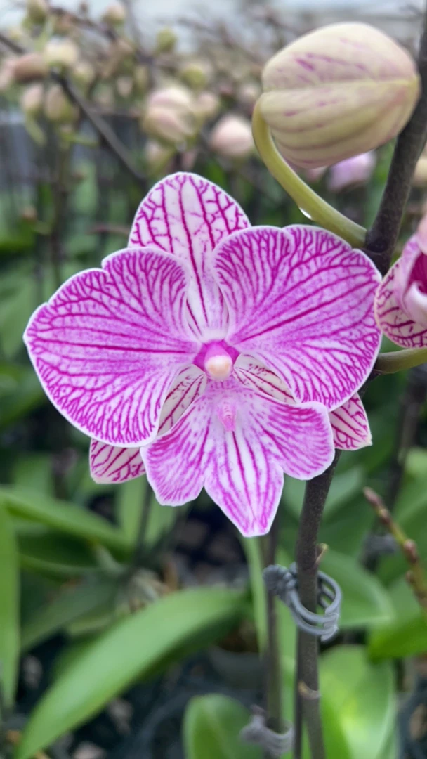 蝴蝶兰3.0平杯（爆花情丝2）随机发