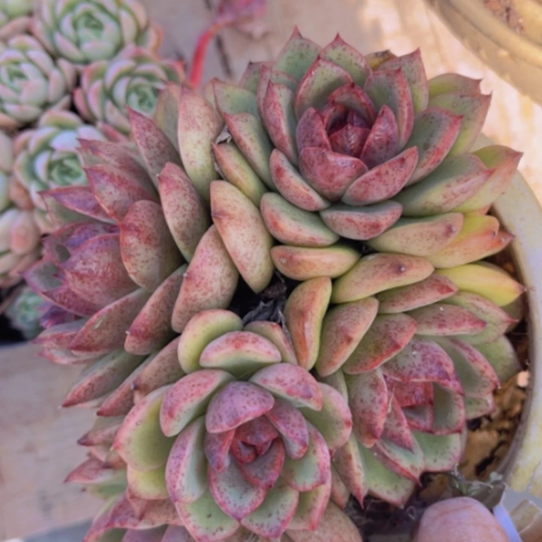 【闪购商品】蓝莓18138