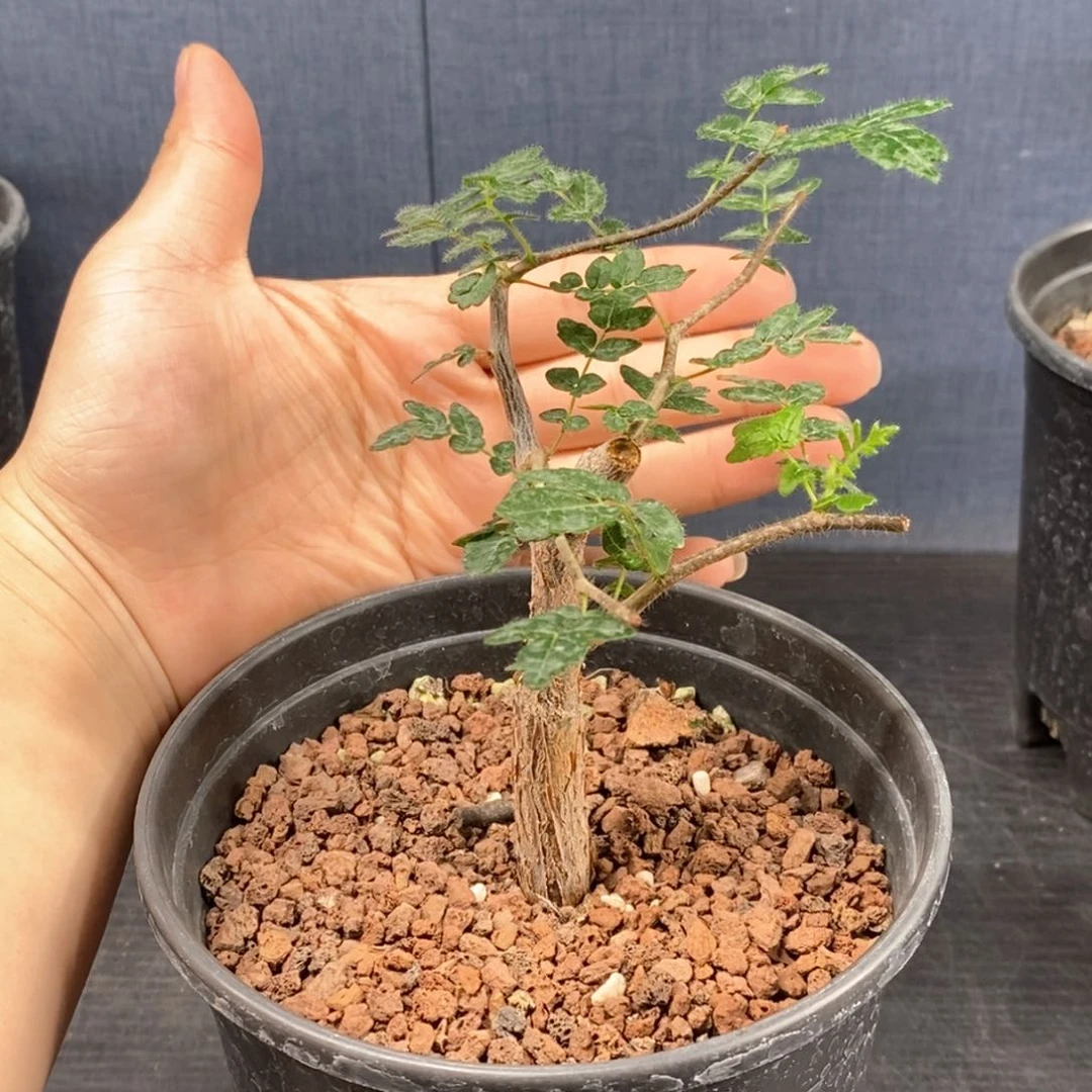 曾****水滔天橄榄实生没药