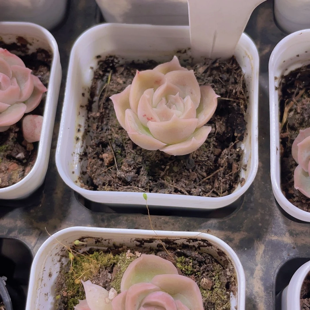 摇*水晶虾饺e017一物一拍