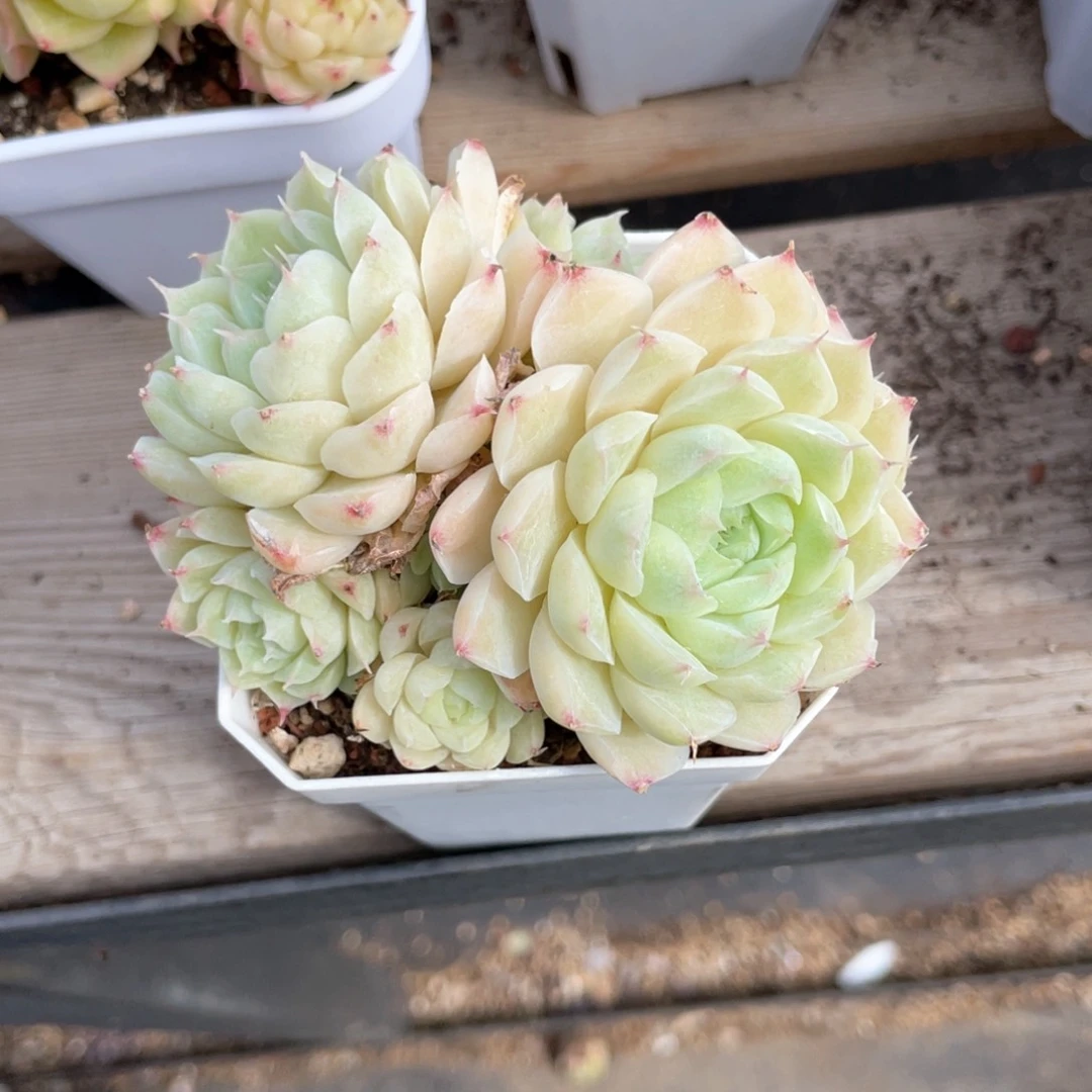 G****磊优选女王福利1092