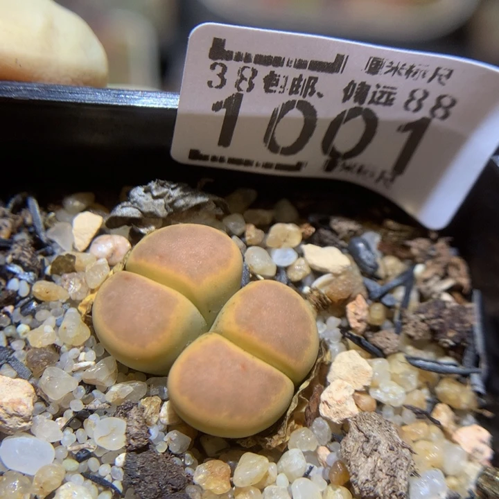 Sass好好养肉1001