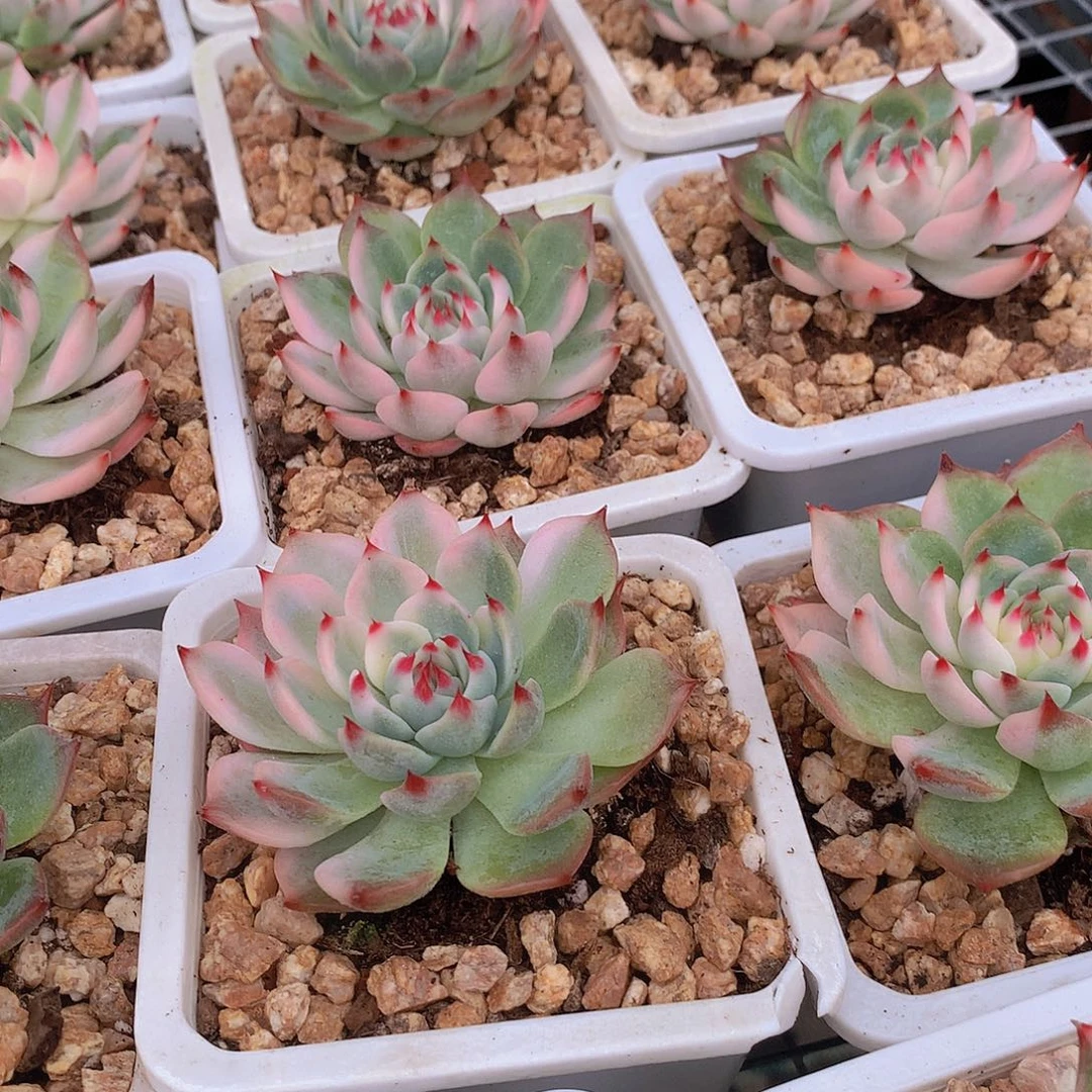 吉娃娃锦3456789900000