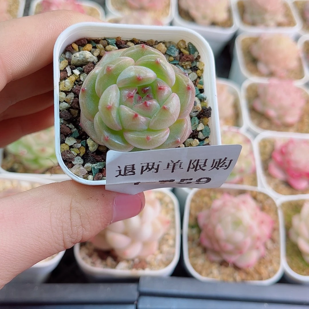 羊*卷1-759 新疆西藏内蒙不发零度以下拍保温箱不拍不