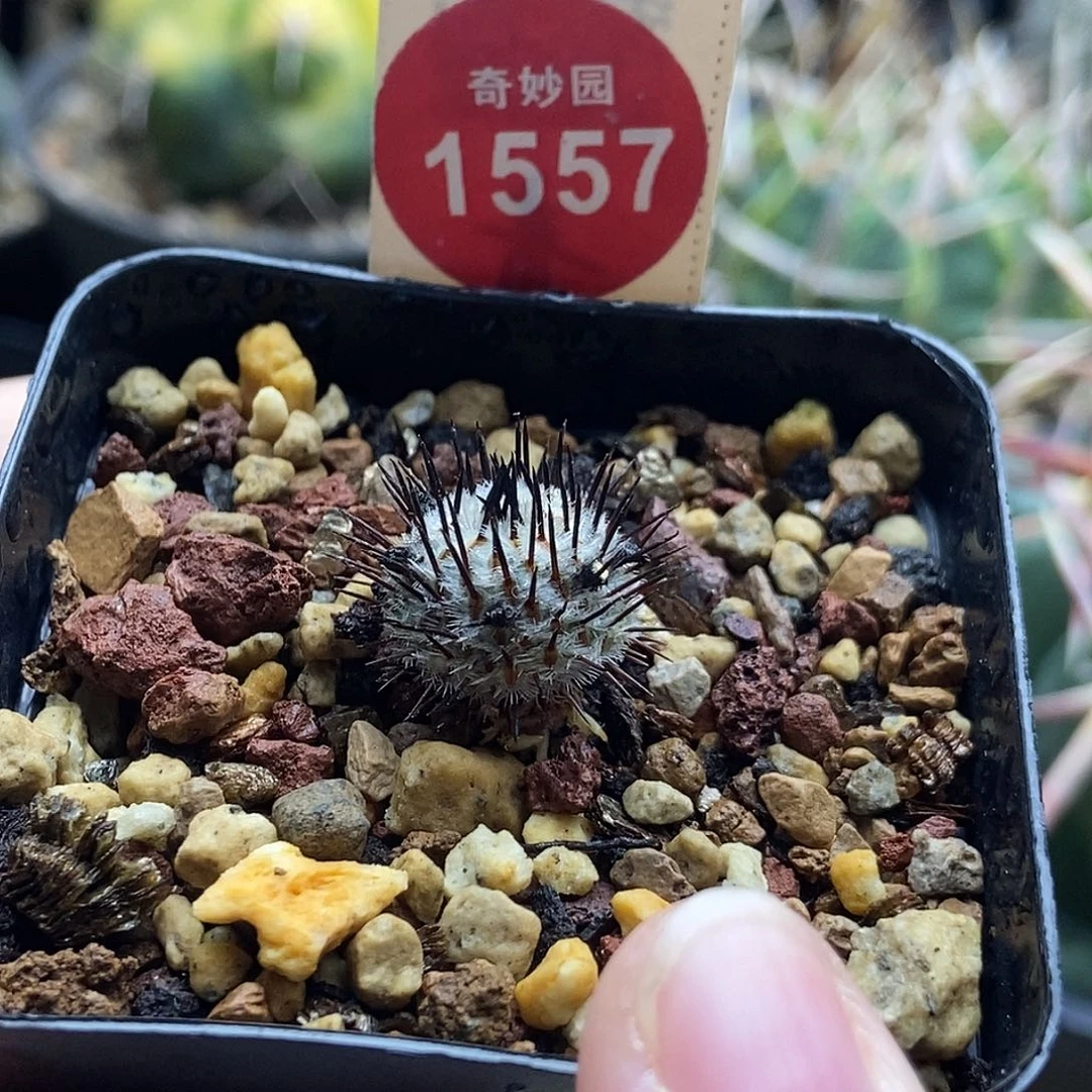 实生直刺佩雷一棵仙人球