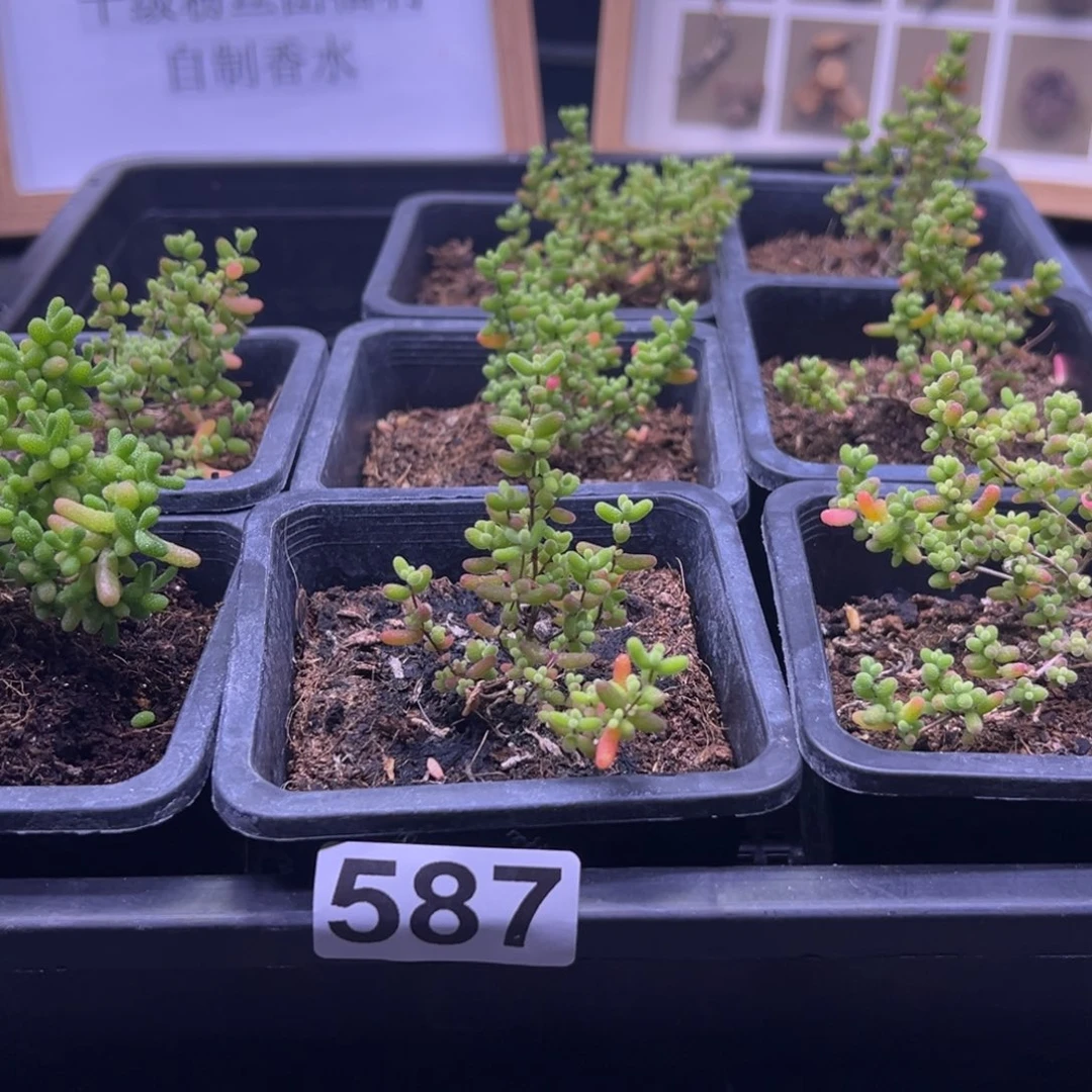 枝干番杏多肉植物587