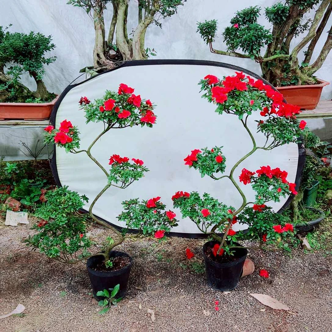 无花朵不包邮不包邮