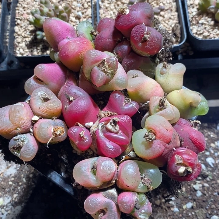 27349有伤一组一组