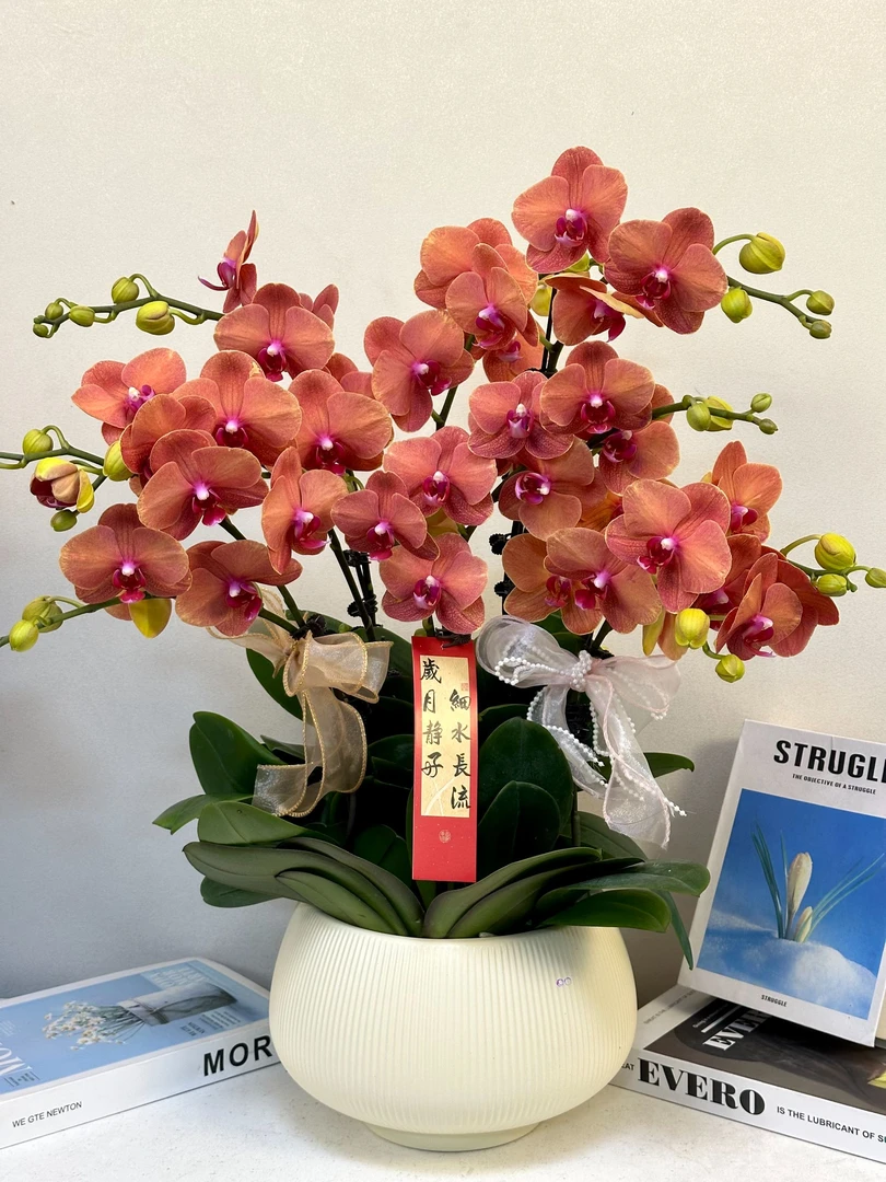 蝴蝶兰 【金桔】真花 秋冬耐寒花卉 四季开花 多样性发货