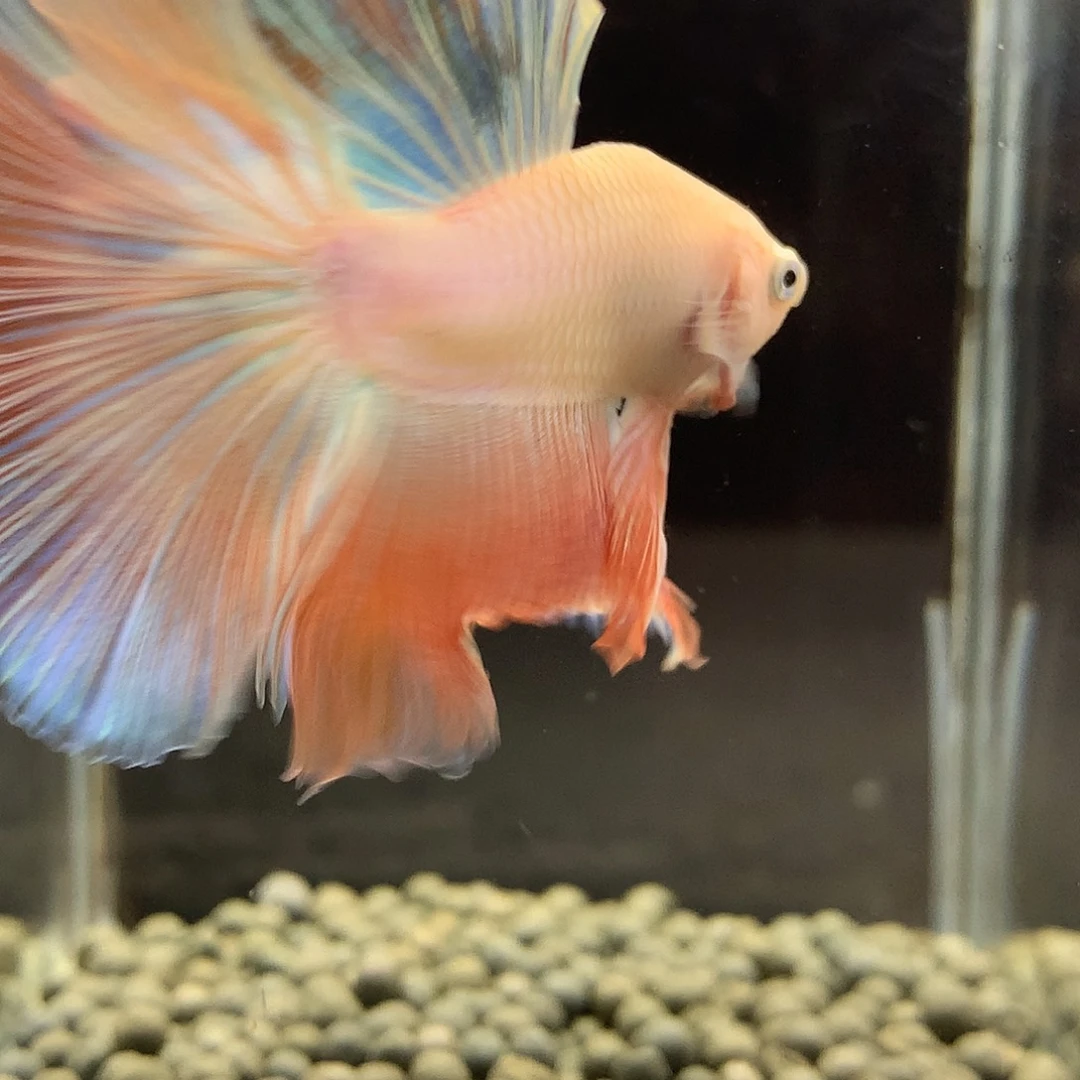 海水鱼七弟泰国斗鱼57