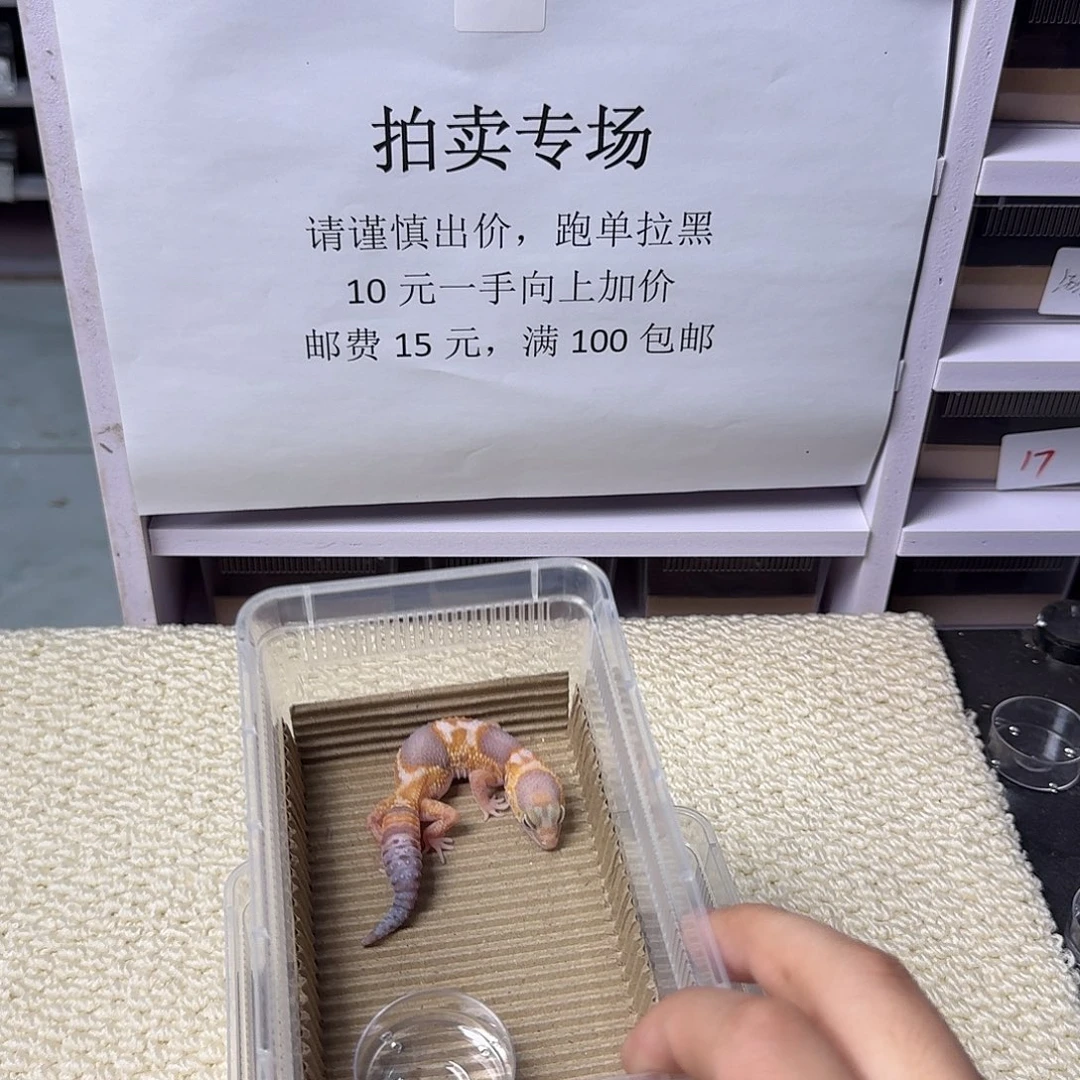 肥尾守宫奶橘妹妹