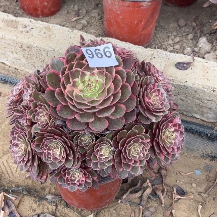 粉花妖966不包断枝