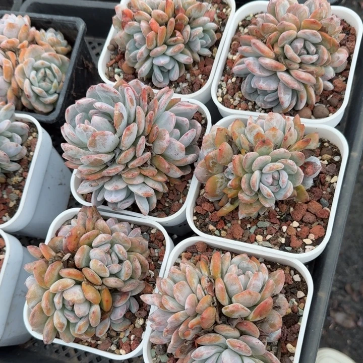 6颗星影群有砍头多包邮