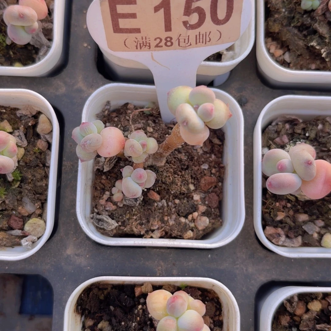 E150萤火虫一物一拍