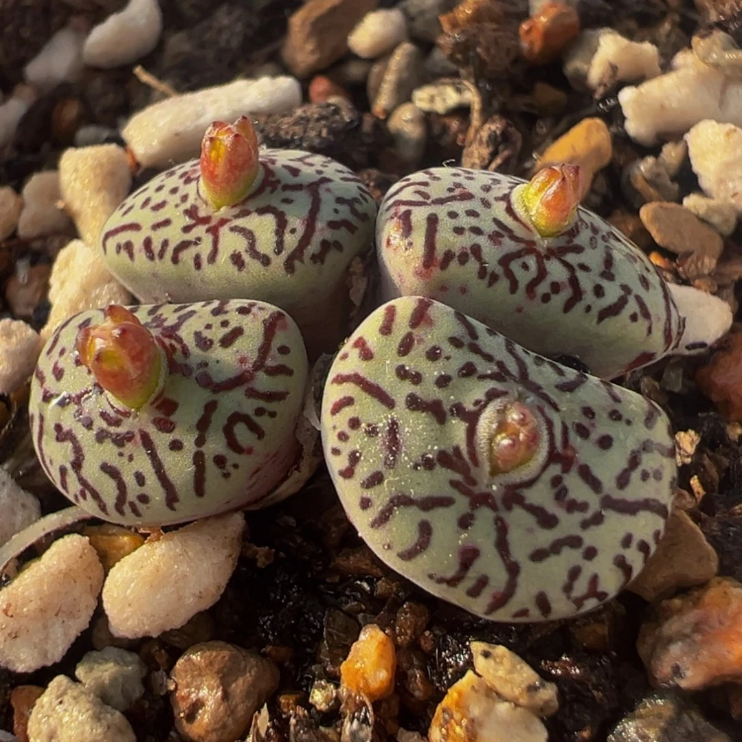 墨群多肉植物百科2