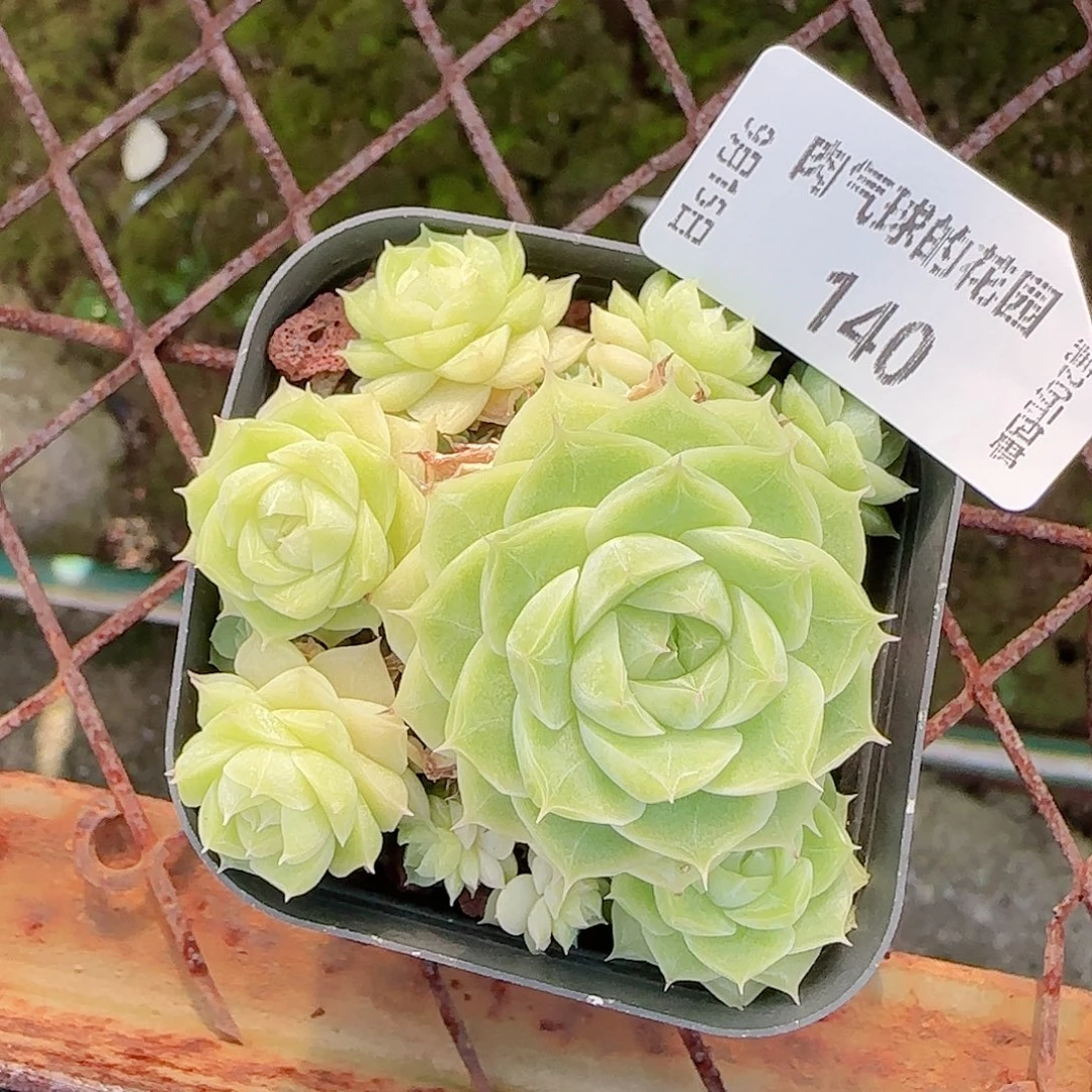 0915--140麦秆不包整