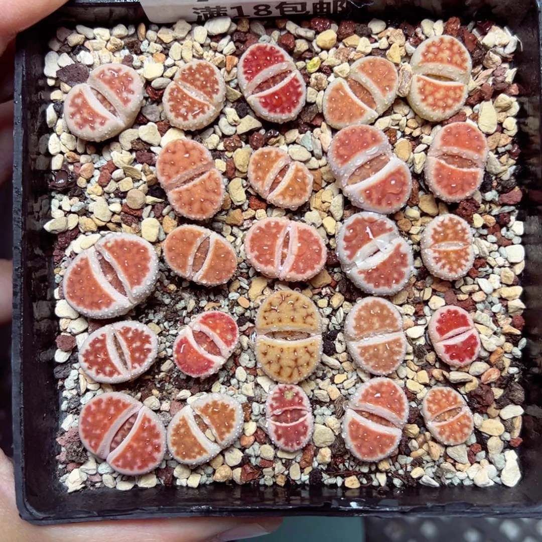 【闪购商品】780……