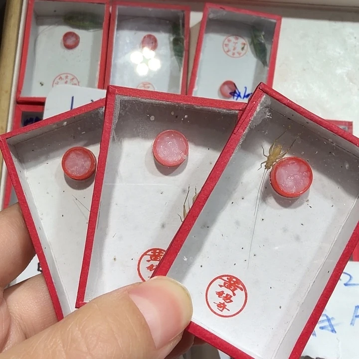 蟋蟀短须黄蛉三条