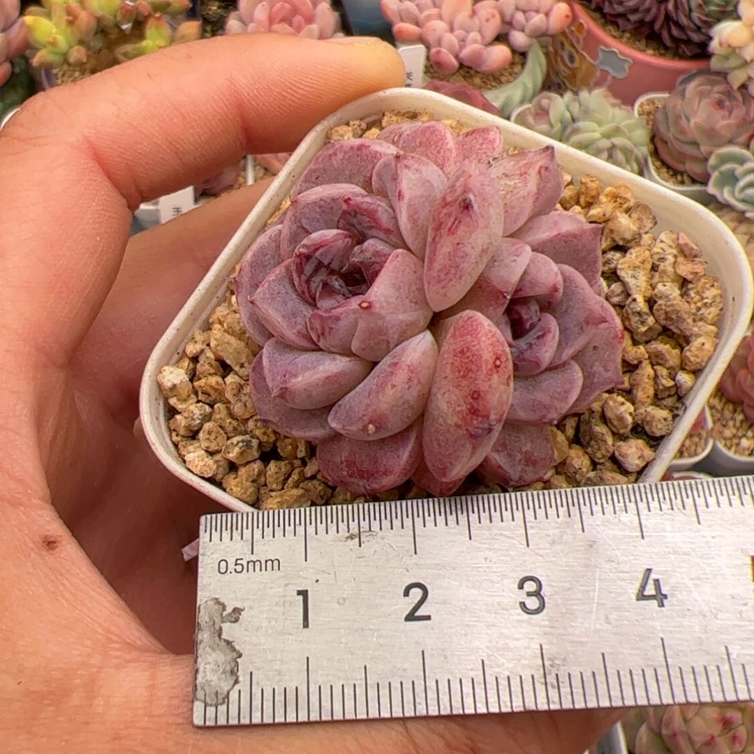 往**生731 多肉植物组合