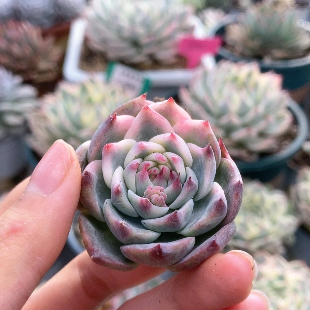 148锦锦锦锦锦锦锦锦