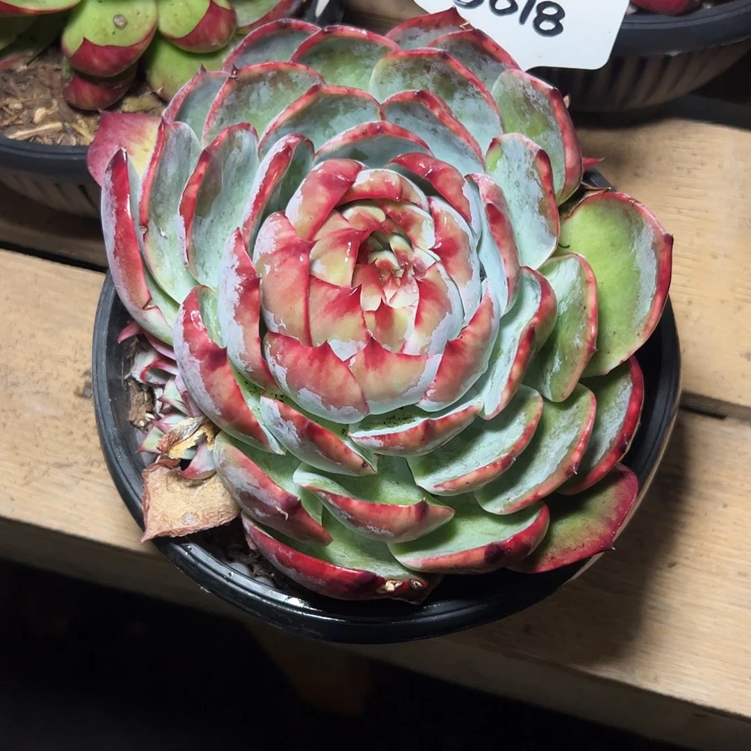 妙***婵惊鸿仙子一物一拍8018号