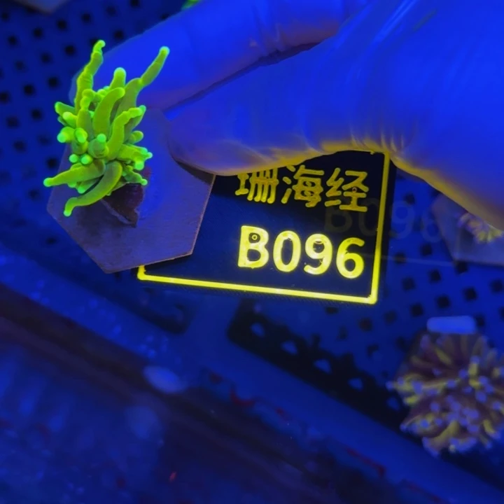 纽扣珊瑚老*鳖晓晓玛斯特霓虹B096