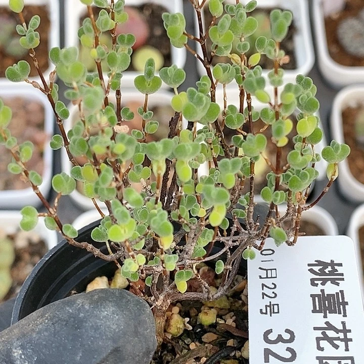 桃喜花园0122-32枝干番杏