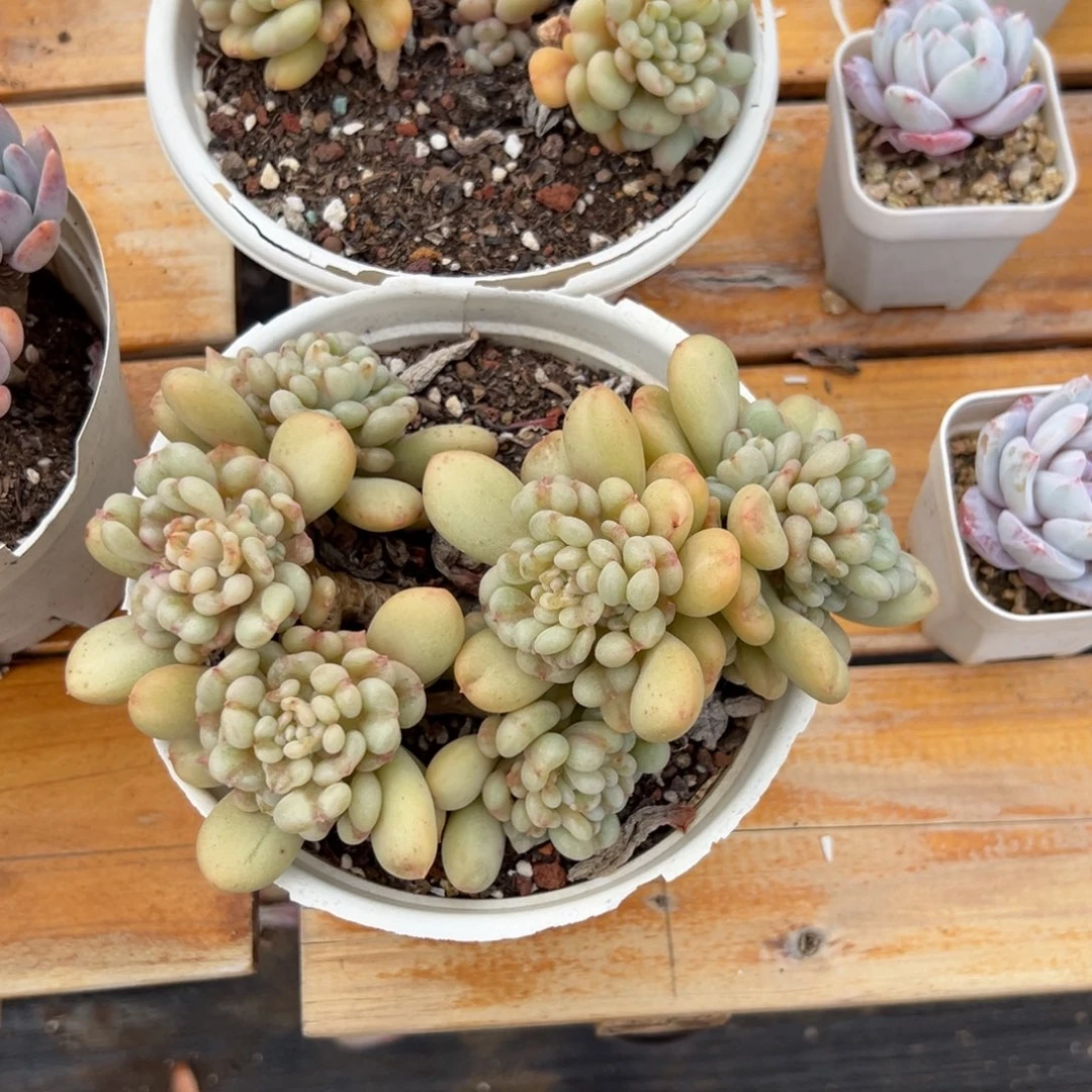 多肉比尔盖茨【非偏远满18包邮】