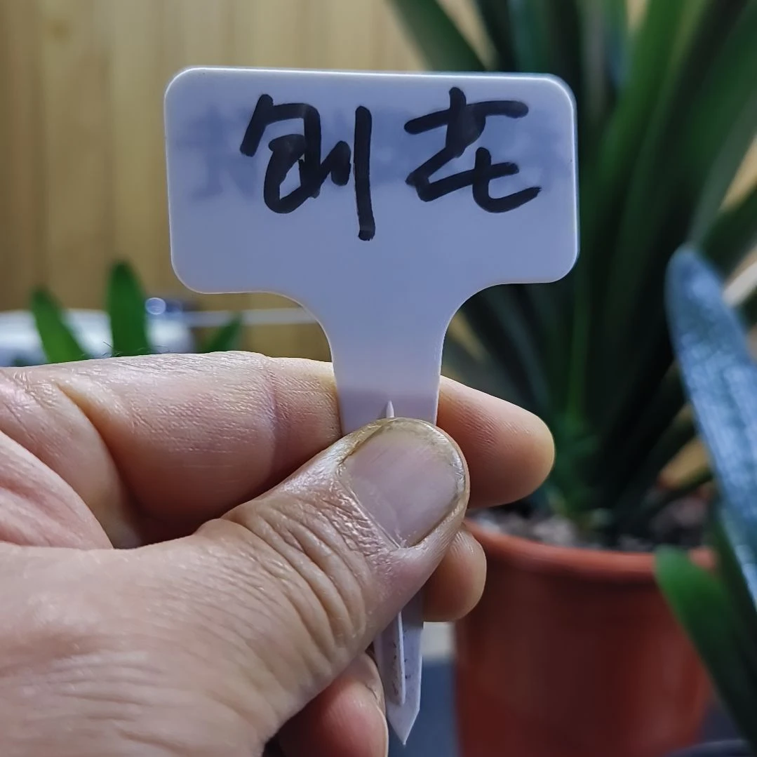 刨花生根用的刨花