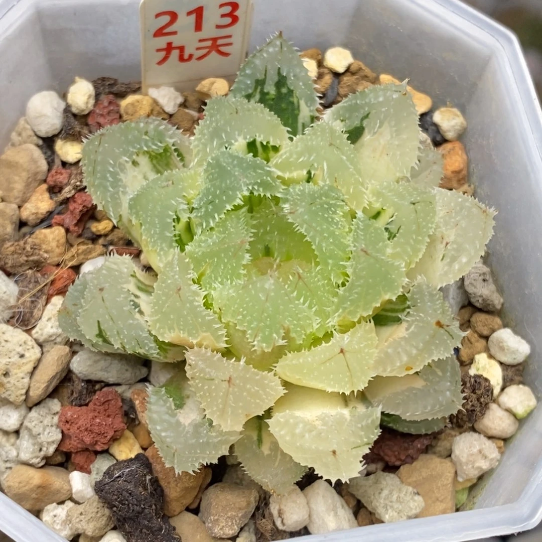 213号玄冰玉露锦带盆