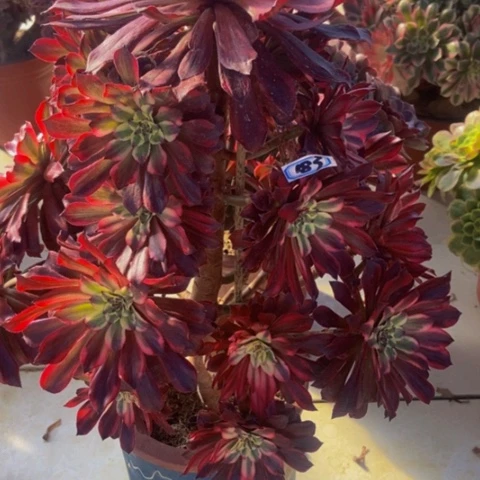 皱叶蕾丝雪姬朵朵183多头多肉