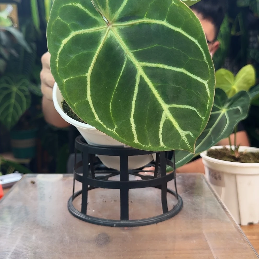 清***月无花朵一物一拍B605