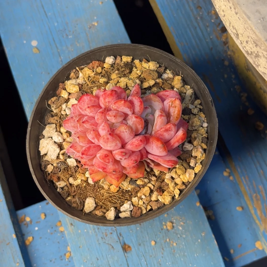 梦露杂交缀化小群